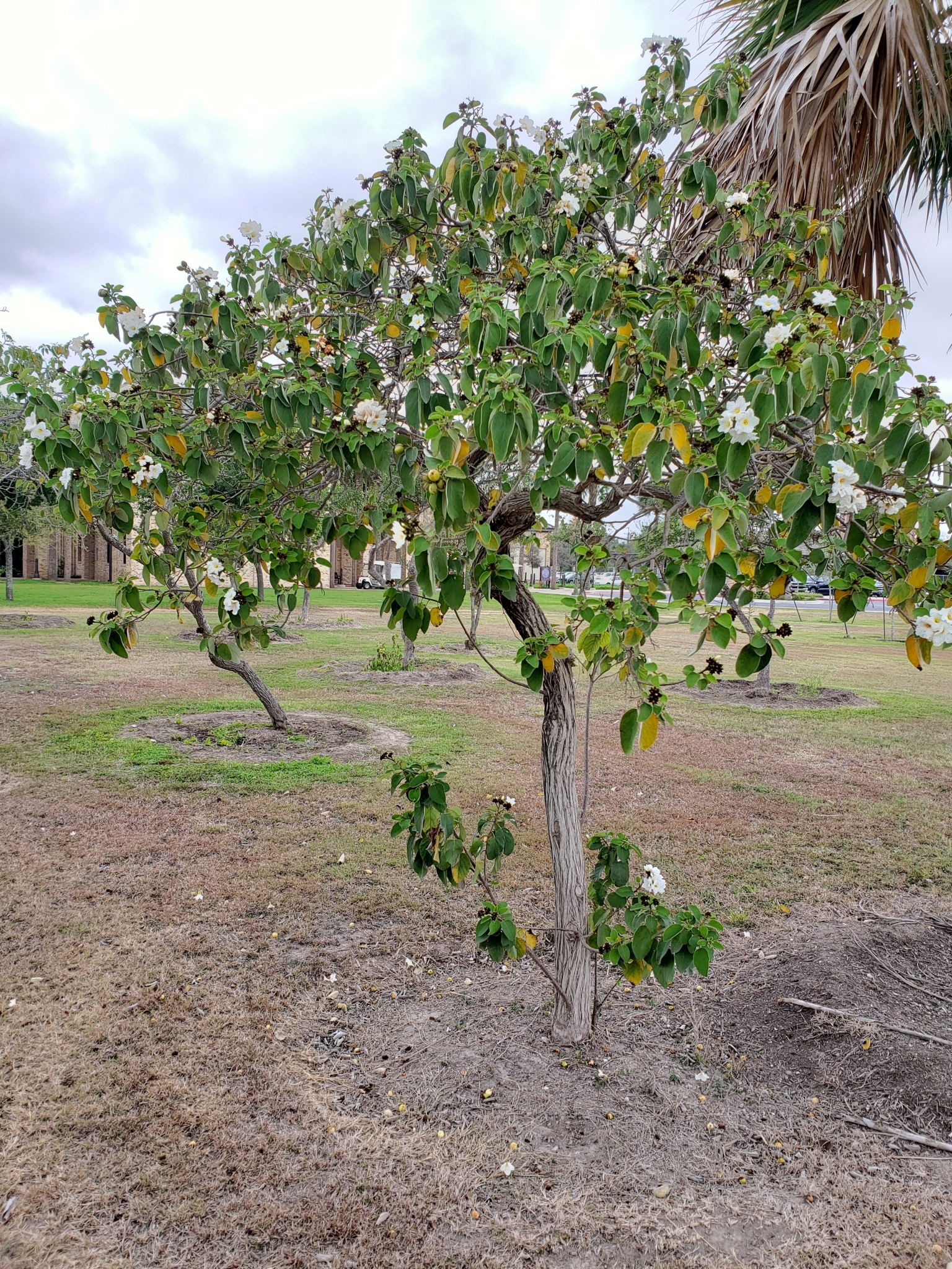 Lithocardium boissieri